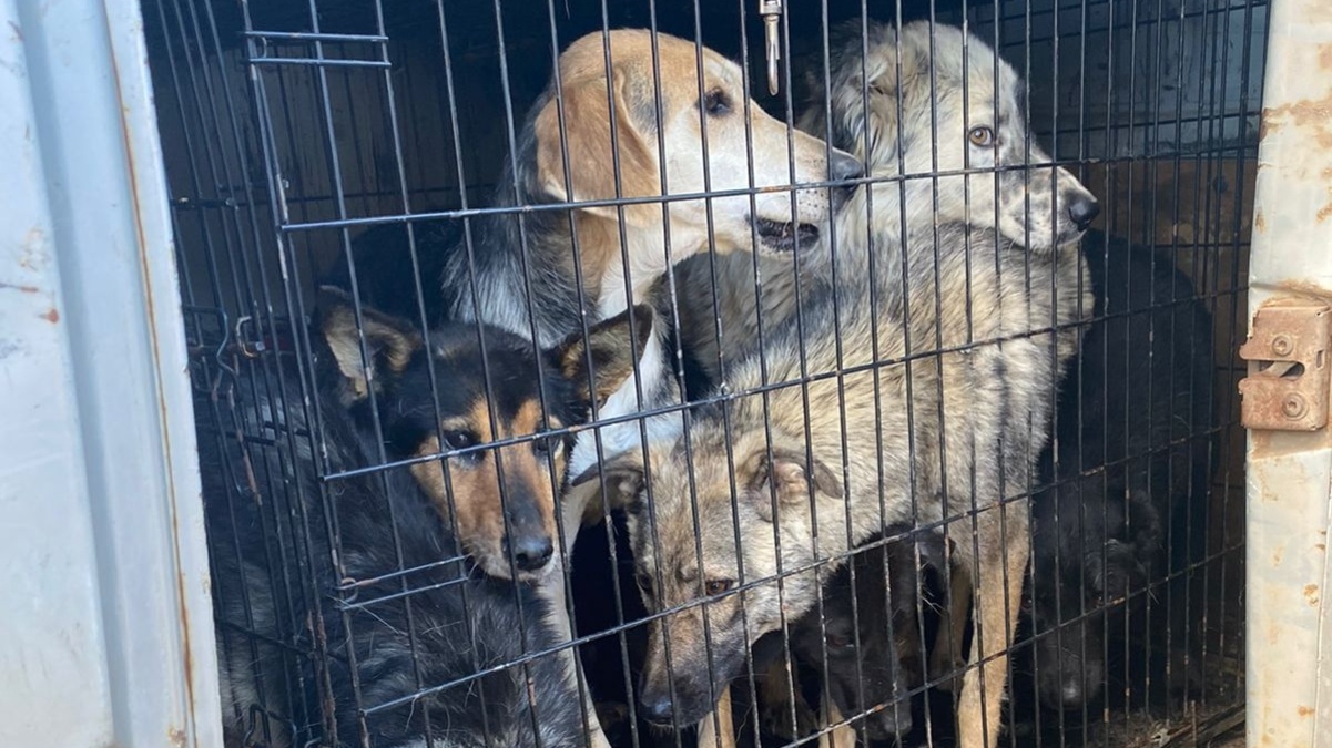 В Ижевске «Желтая бирка» спасает собак, отловленных недобросовестным подрядчиком