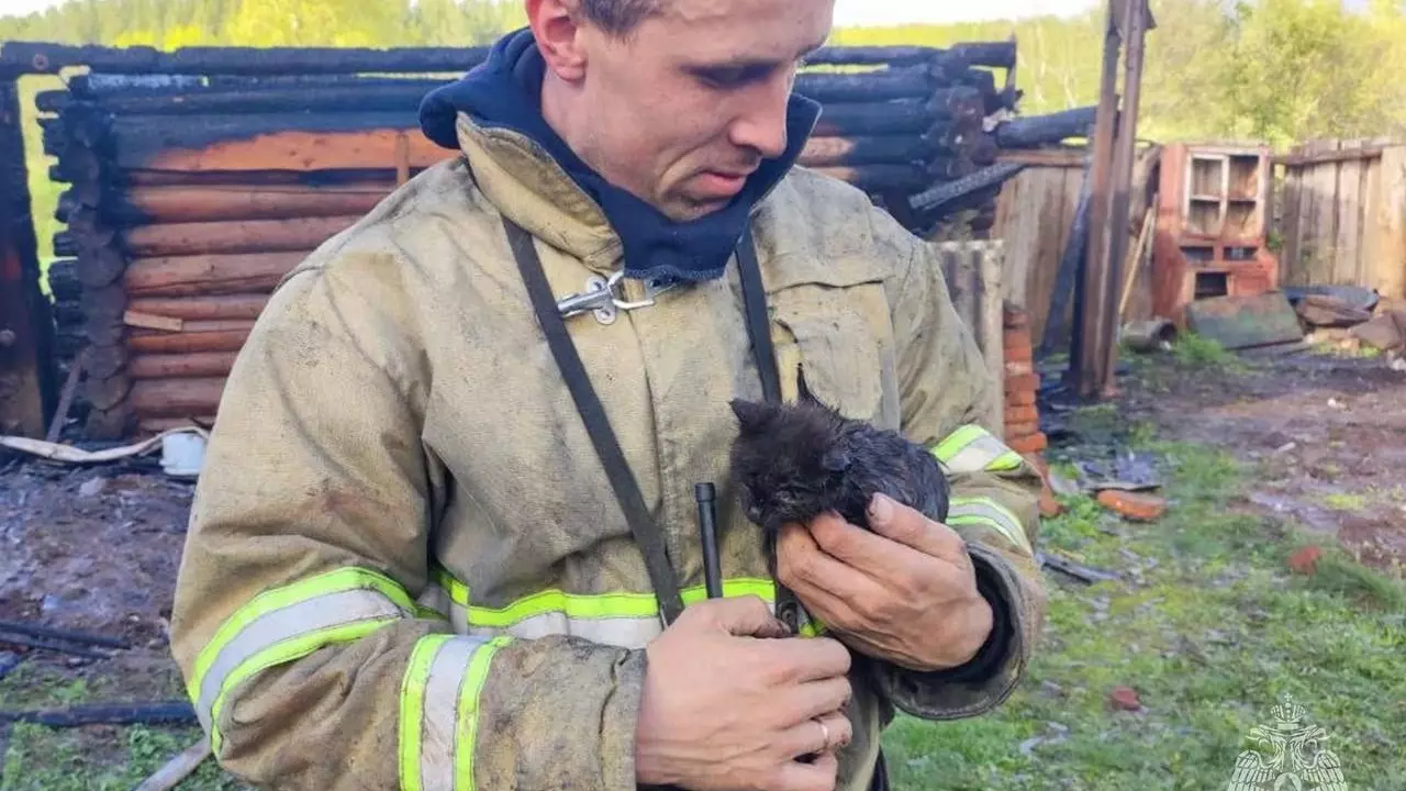 В Удмуртии пожарные вытащили котенка из-под завалов сгоревшей постройки