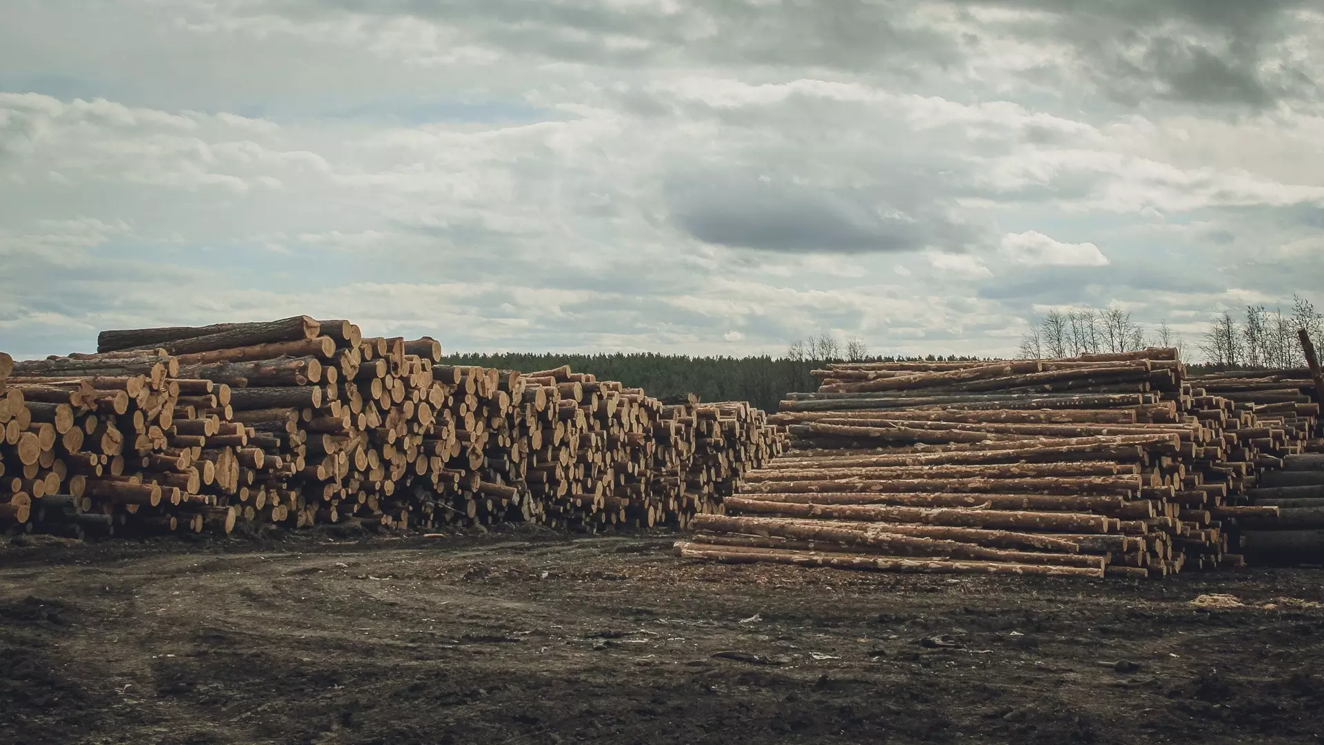 Из Удмуртии в 9 раз увеличился экспорт лесопродукции в Китай