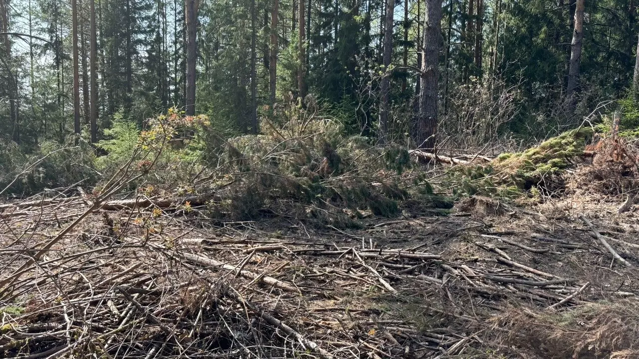 Двое жителей Удмуртии ответят за незаконную вырубку деревьев
