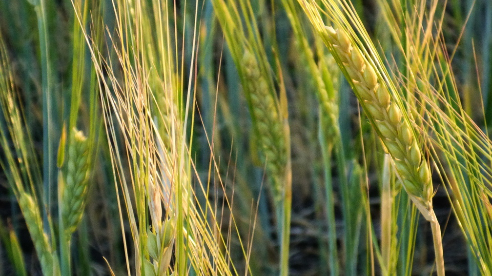 9 районов Удмуртии завершили уборку зерновых