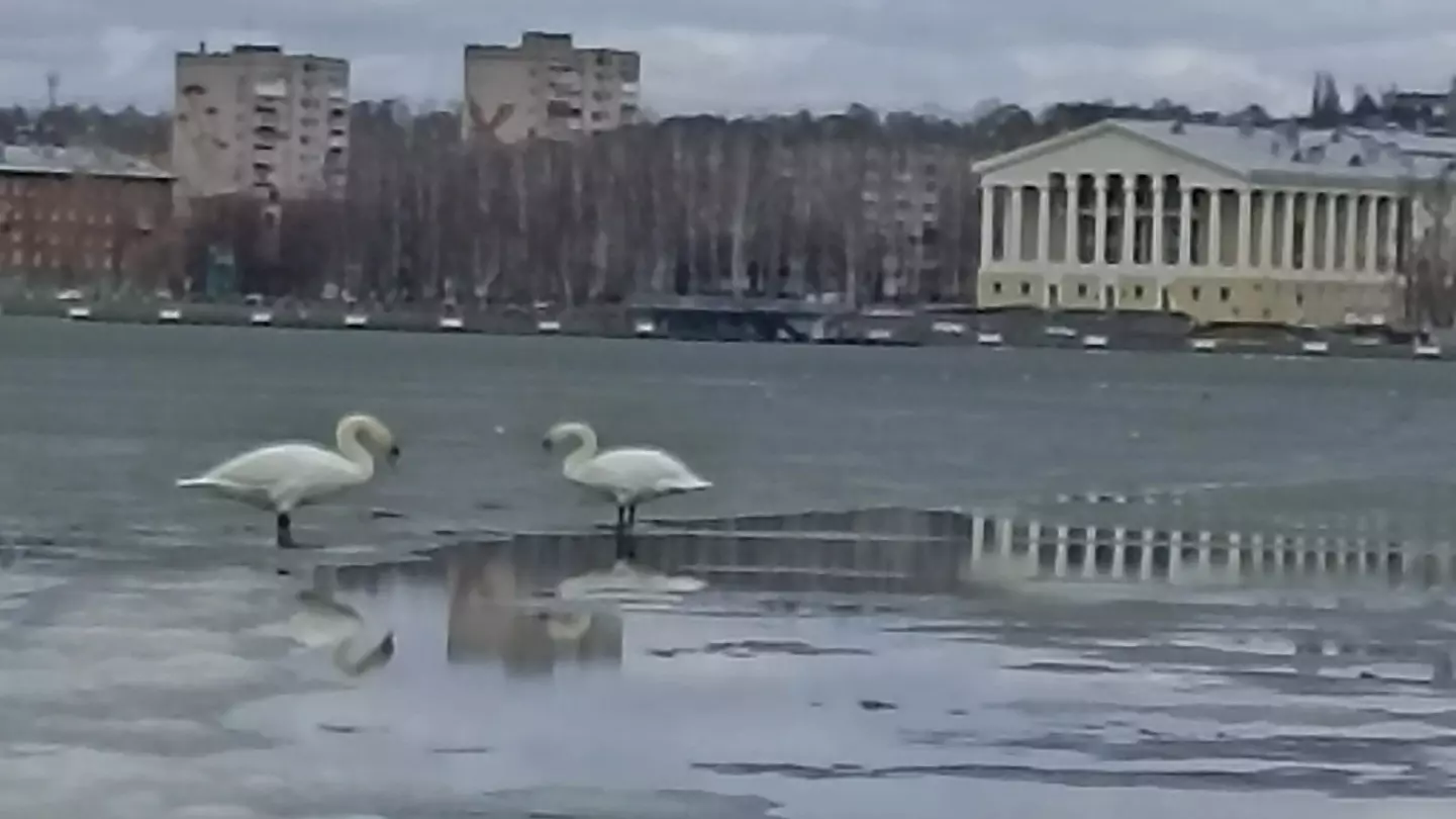 Лебеди прилетели на пруд в Воткинске