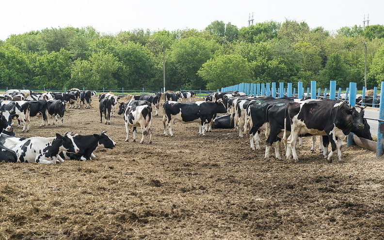 20 новых молочных ферм появятся в Удмуртии в 2020 году