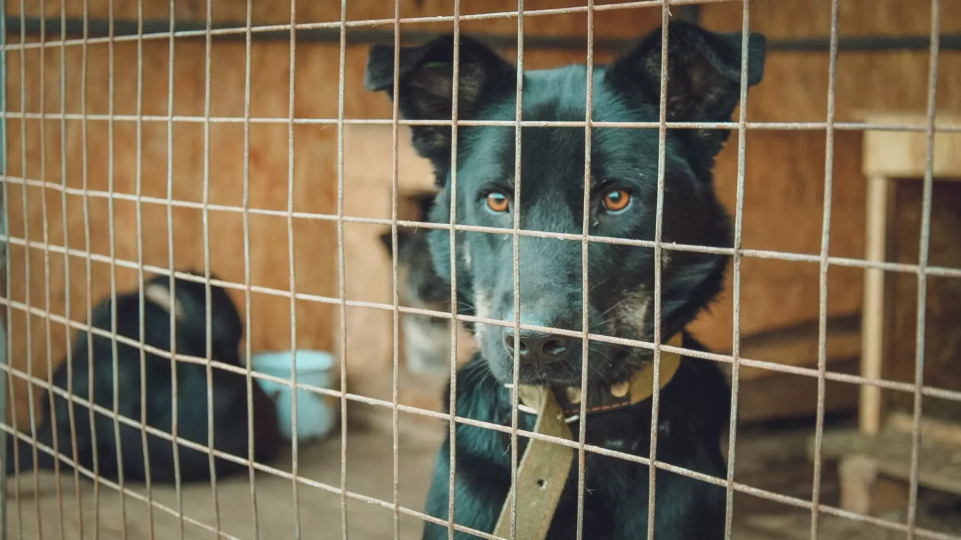 В Удмуртии появится новый проект закона по отлову бездомных животных