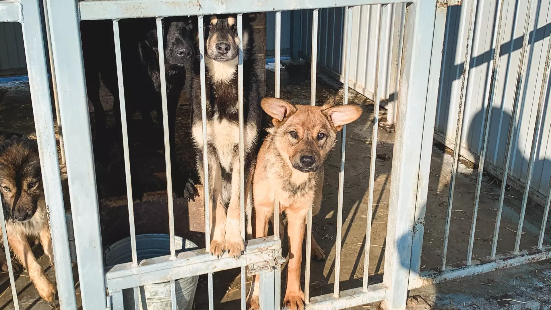 Чиновников Камбарского района обязали заключить контракт на отлов бездомных собак