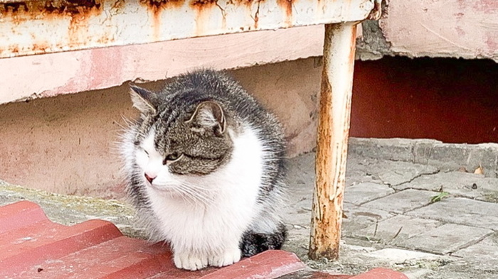 500 котиков могут согреться на изношенных теплотрассах в Ижевске