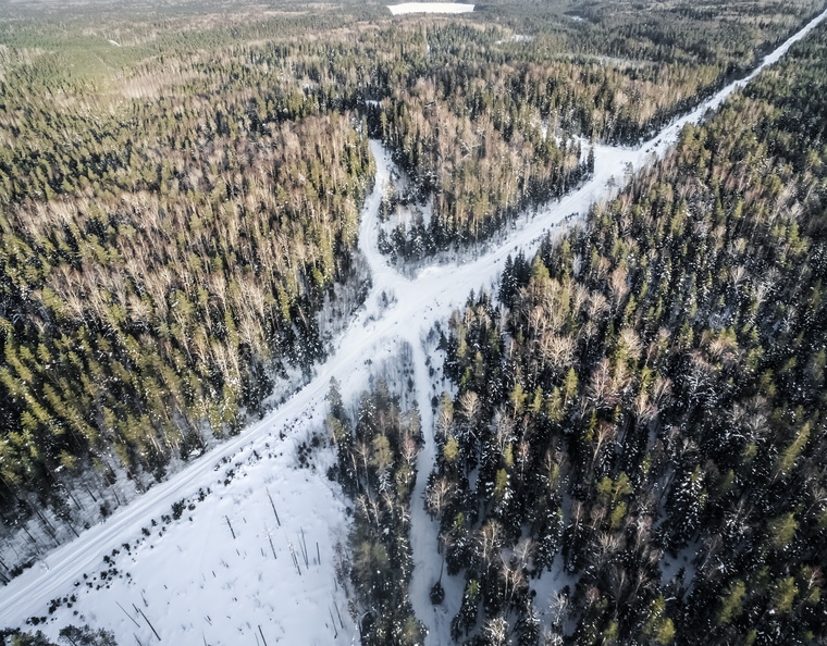 В Удмуртии ищут лесорубов, спиливших деревья на 4 млн рублей