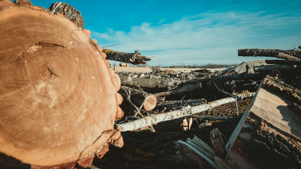 Более 8 млн рублей составил ущерб от нелегальной заготовки древесины