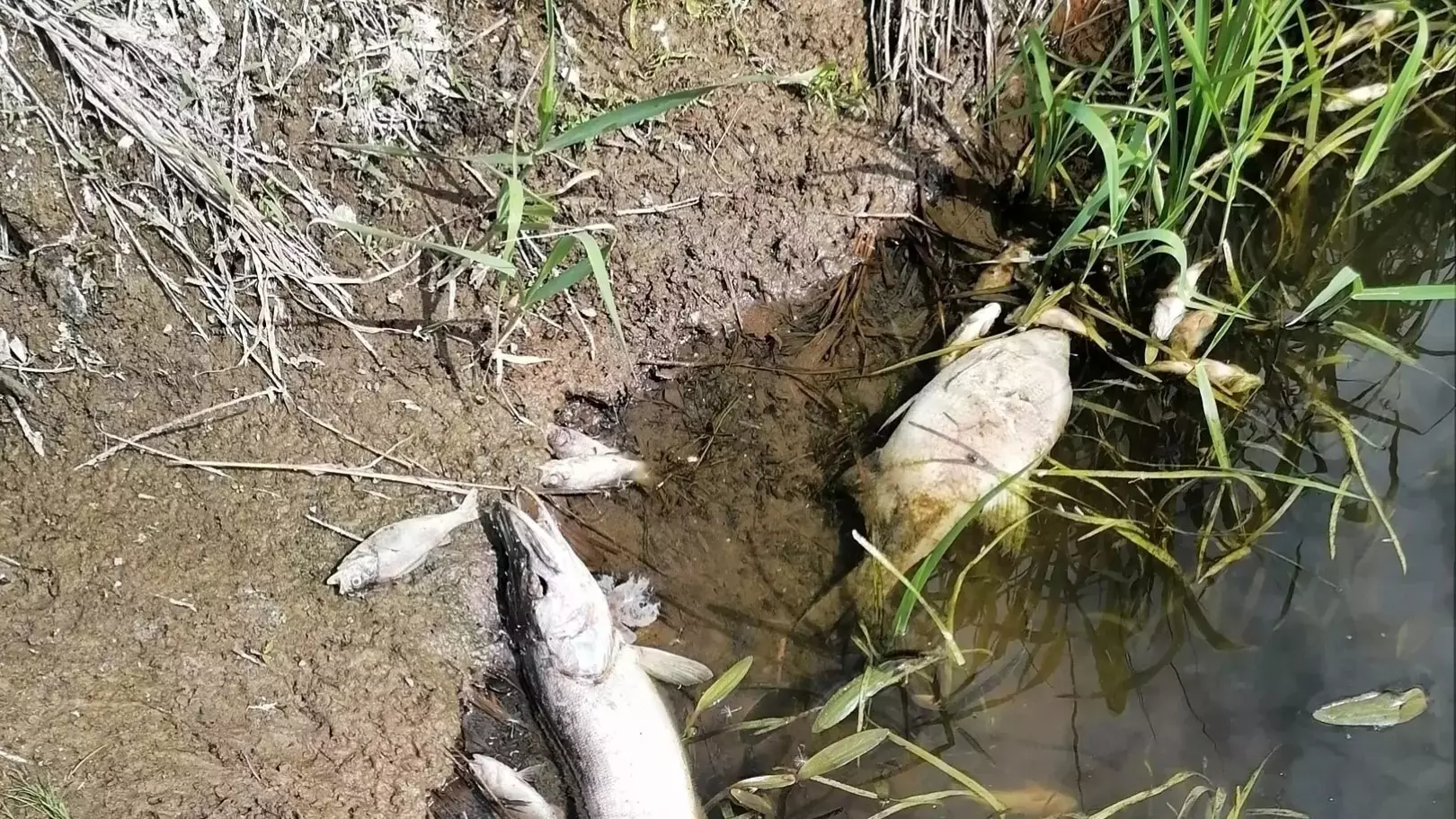 Виновным в загрязнении рек в Удмуртии минприроды региона сохранило анонимность