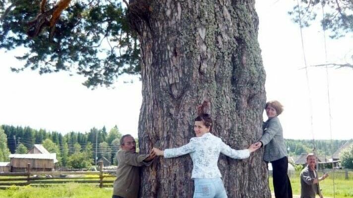 Пятивековая сосна из деревни в Удмуртии может стать «Российским деревом года»