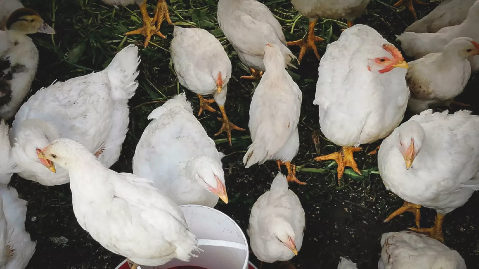 Ветеринары Удмуртии: «Угроза птичьего гриппа никуда не ушла»