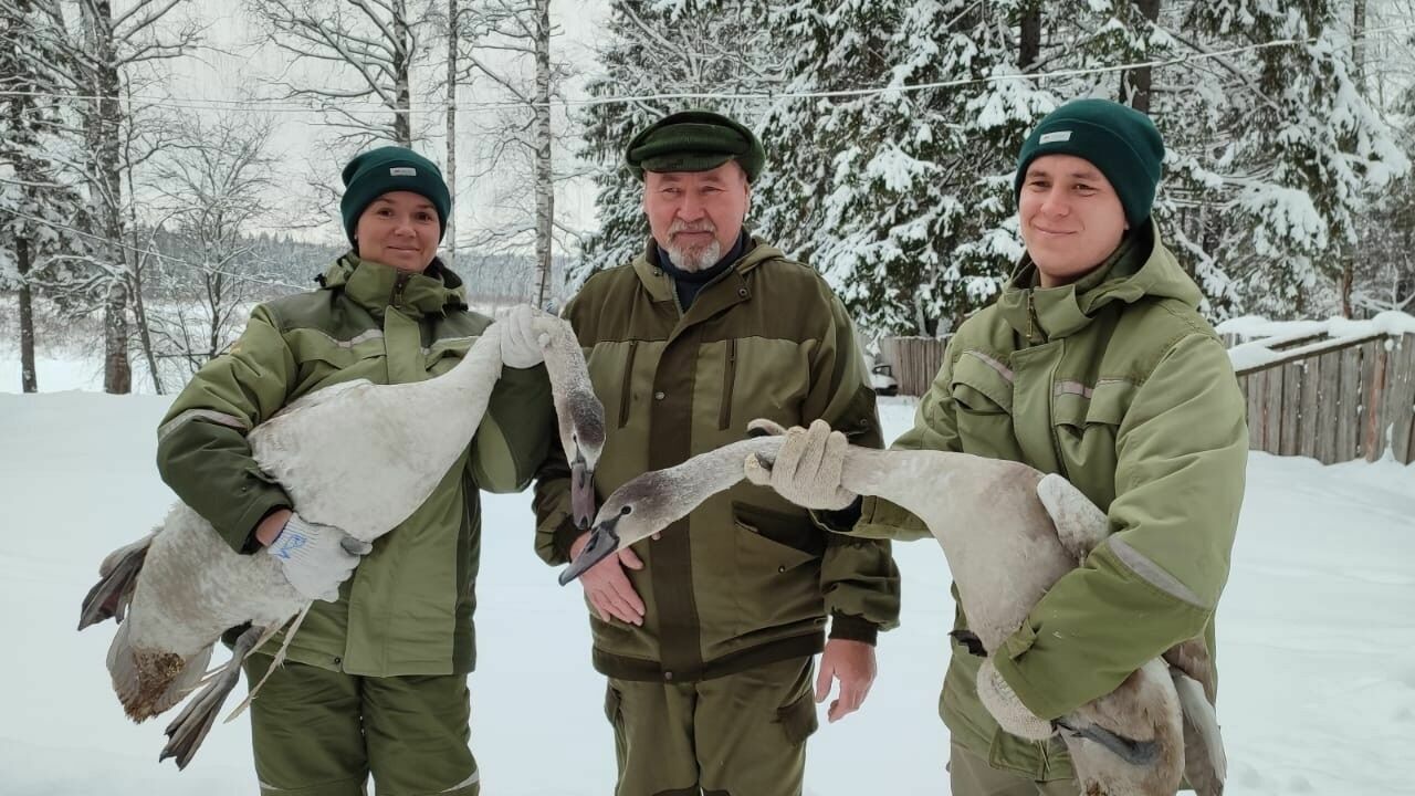 Лебедей с пороком «ангельские крылья» спасли сотрудники зоопарка Удмуртии