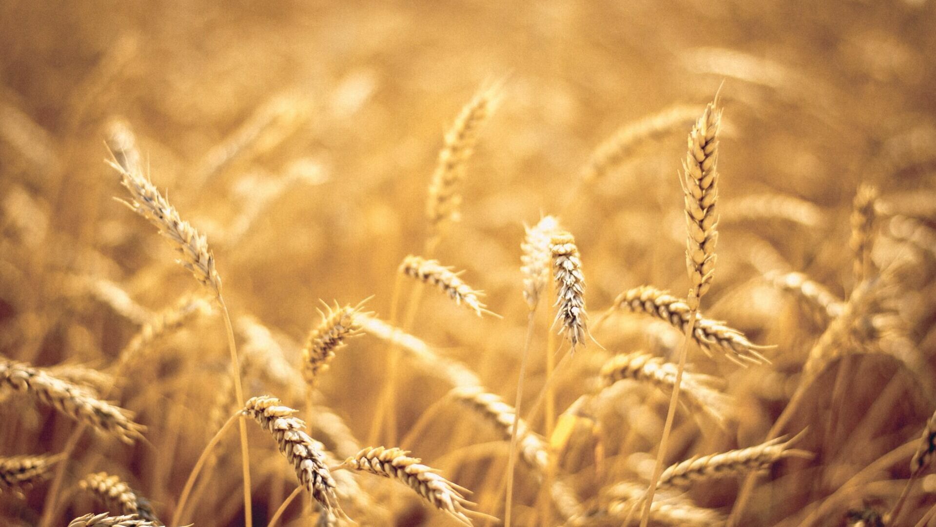 Рекордный урожай зерновых помог замедлить инфляцию в Удмуртии