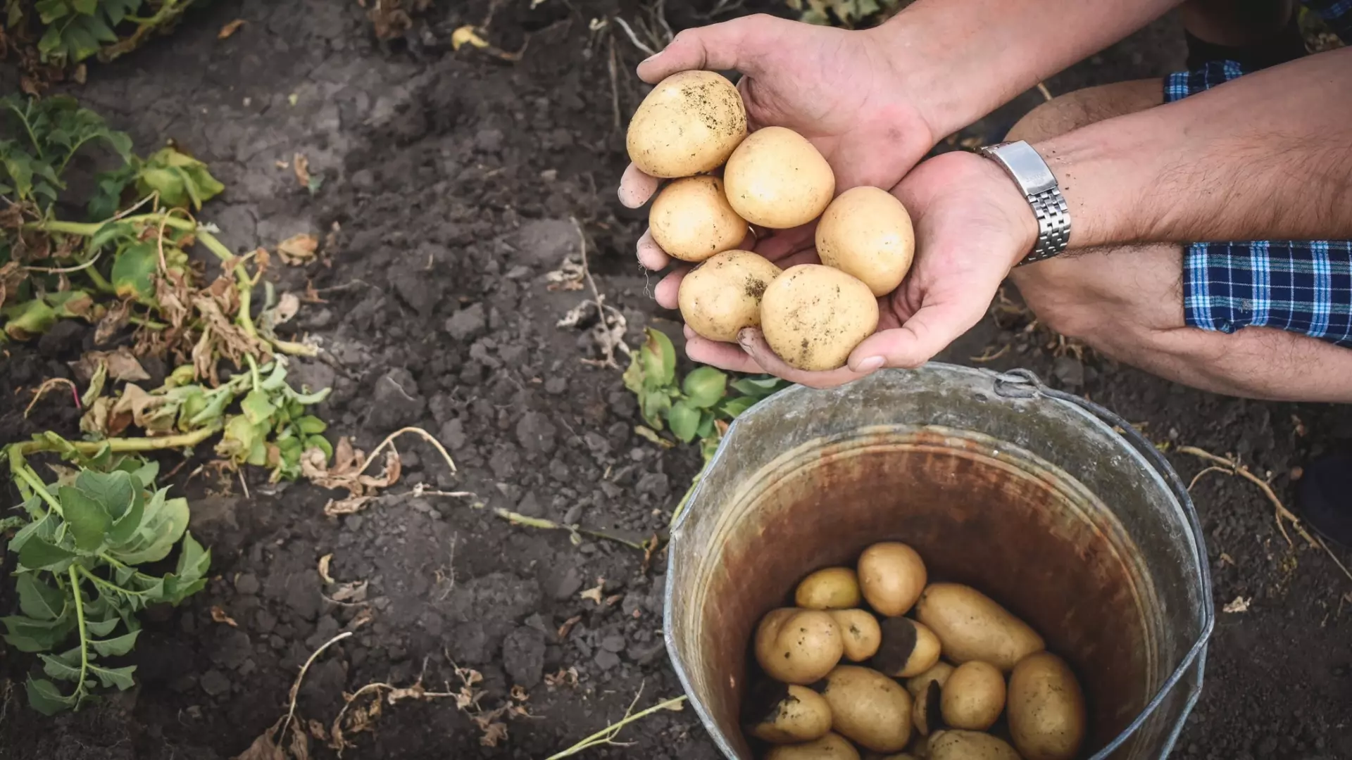 Сажать картошку в Удмуртии собираются лишь 4 из 10 владельцев земельных участков