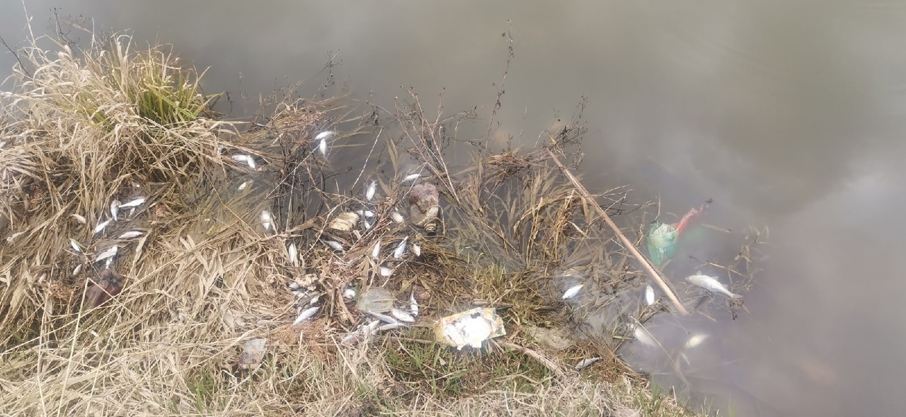В Удмуртии в Чемошурском пруду обнаружена массовая гибель рыбы
