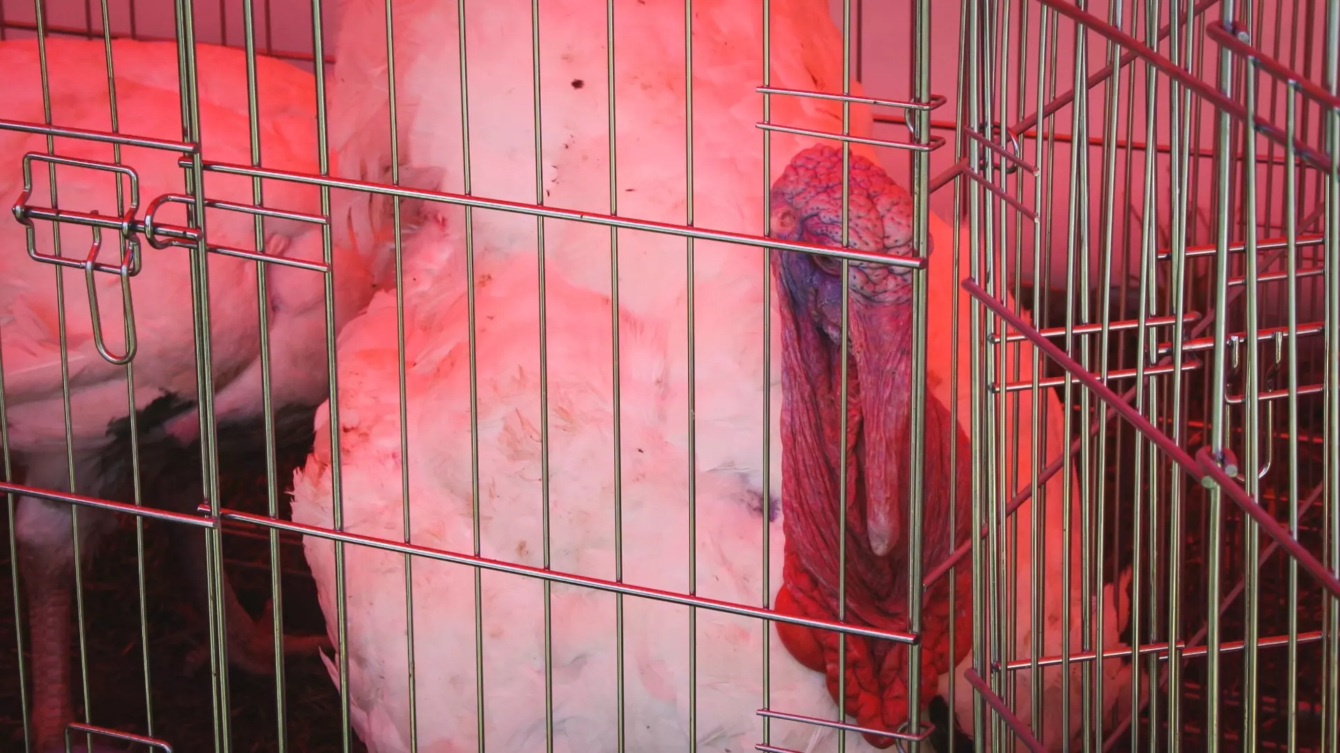 Птицефабрика в Удмуртии содержит птицу с нарушением ветеринарных правил