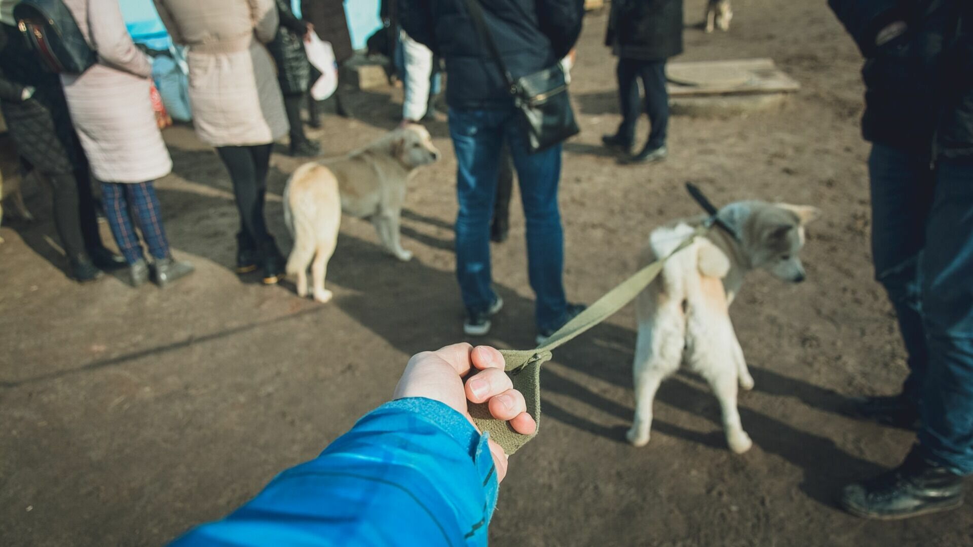 Еще две площадки для выгула собак появятся в Ижевске