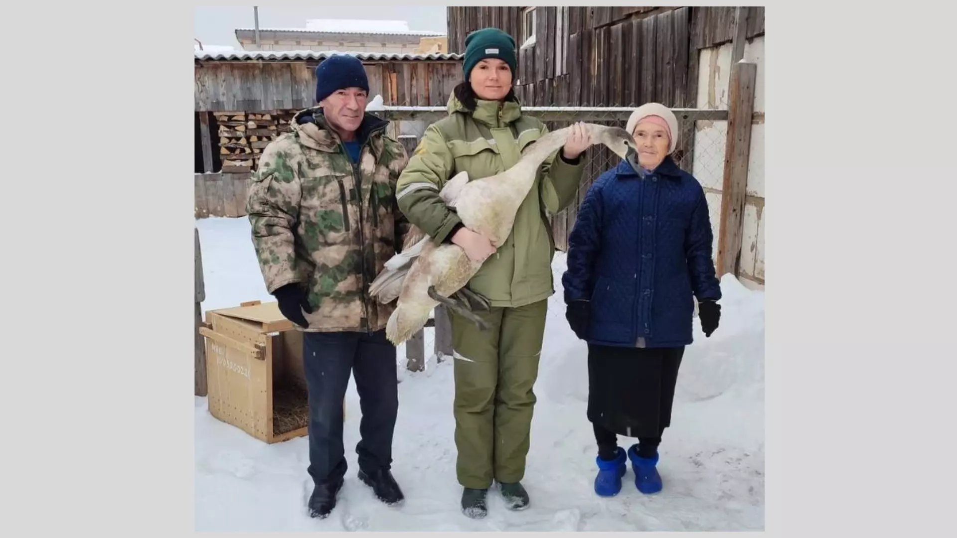 Пенсионерка из Удмуртии спасла лебедь от стаи собак