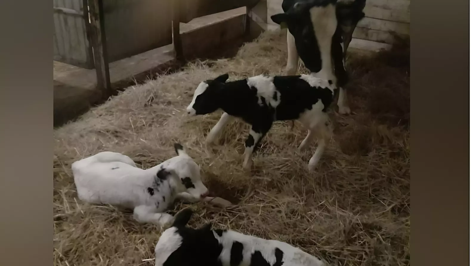 Сразу трех телят родила корова в Дебесском районе Удмуртии
