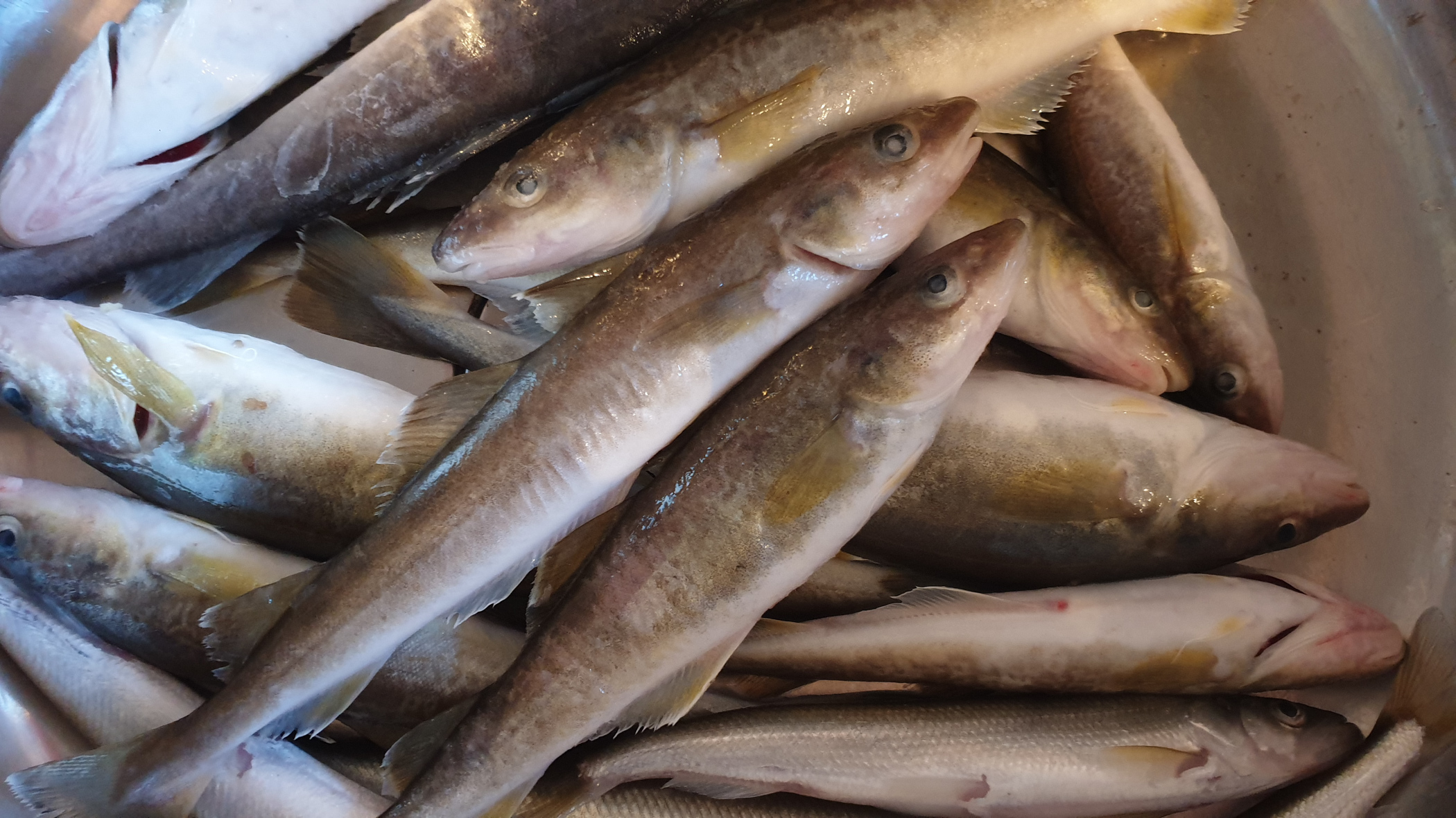 В Удмуртии выявили свыше 500 кг небезопасной замороженной речной рыбы