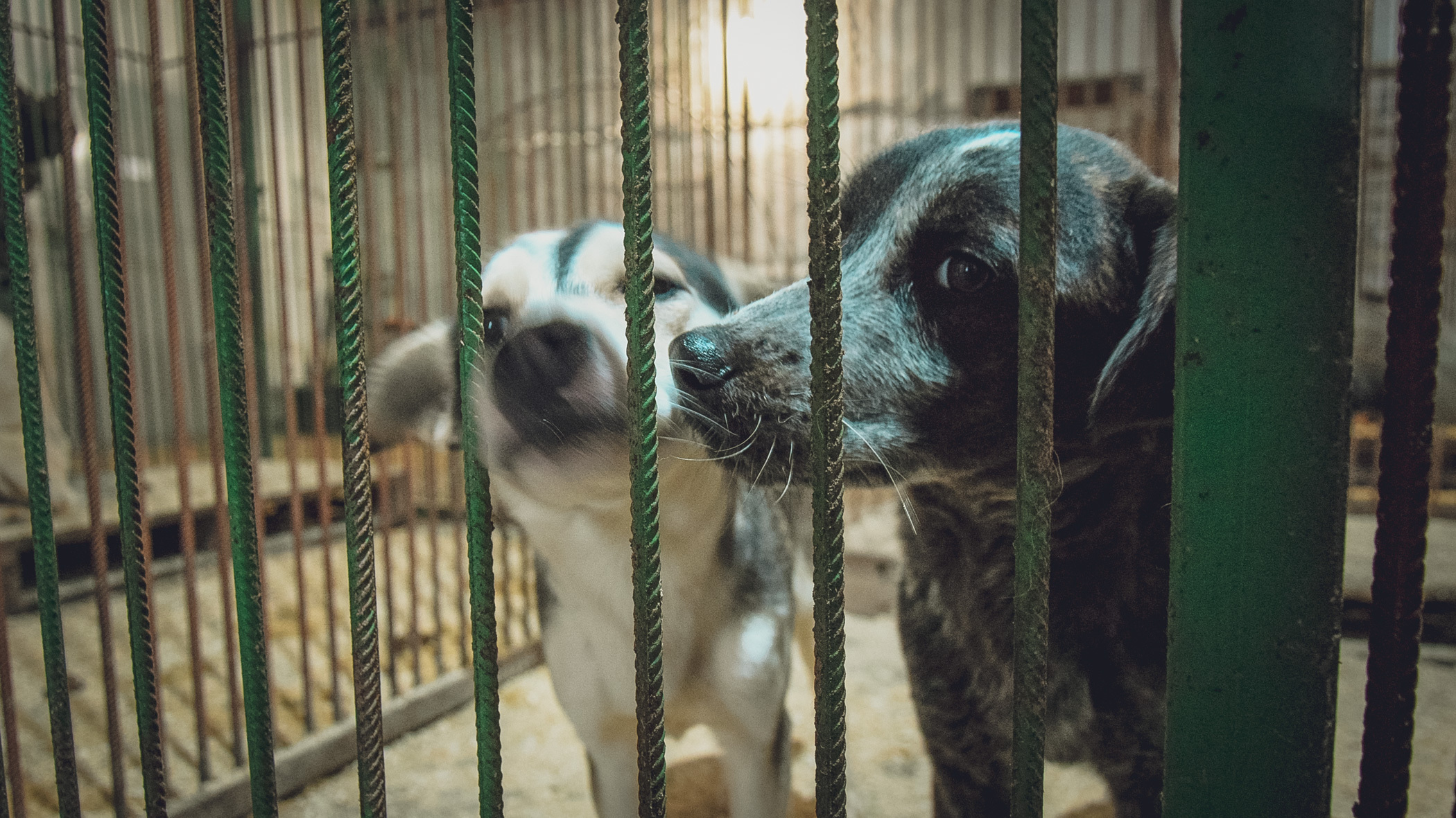 Администрация Каракулинского района заключила контракт на отлов бездомных животных
