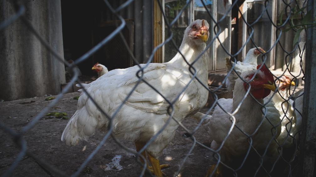 В Удмуртии оштрафовали собственника хозяйства, где зафиксирован птичий грипп