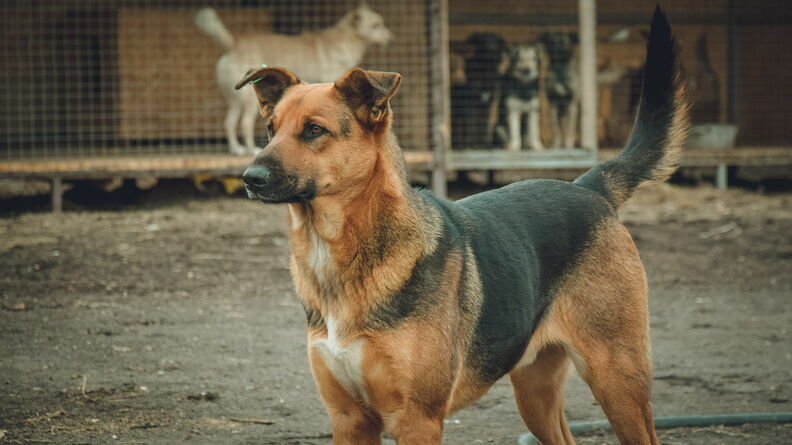 В Ижевске произошло массовое криминальное отравление собак