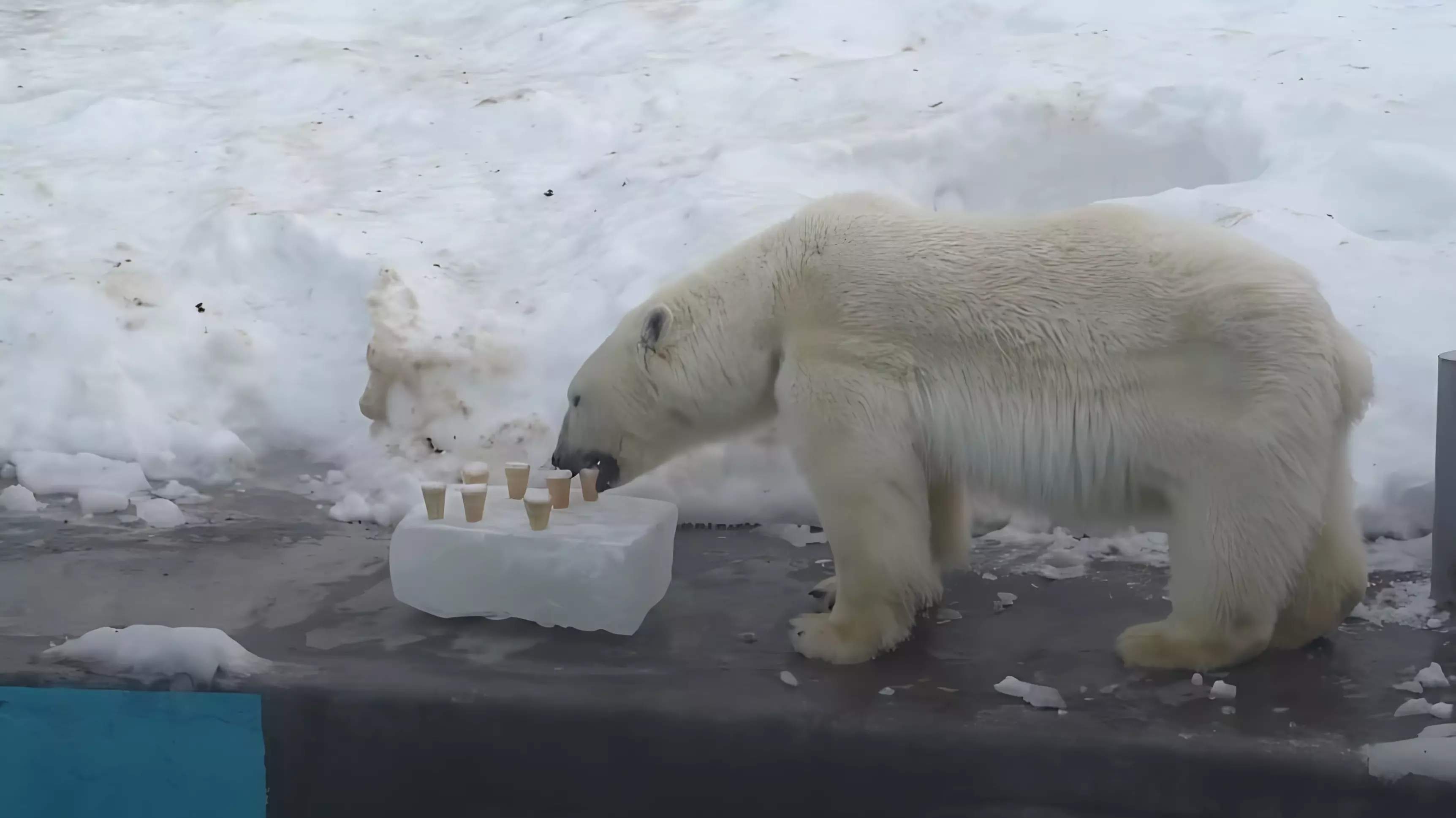 Белая медведица поселилась в зоопарке Удмуртии