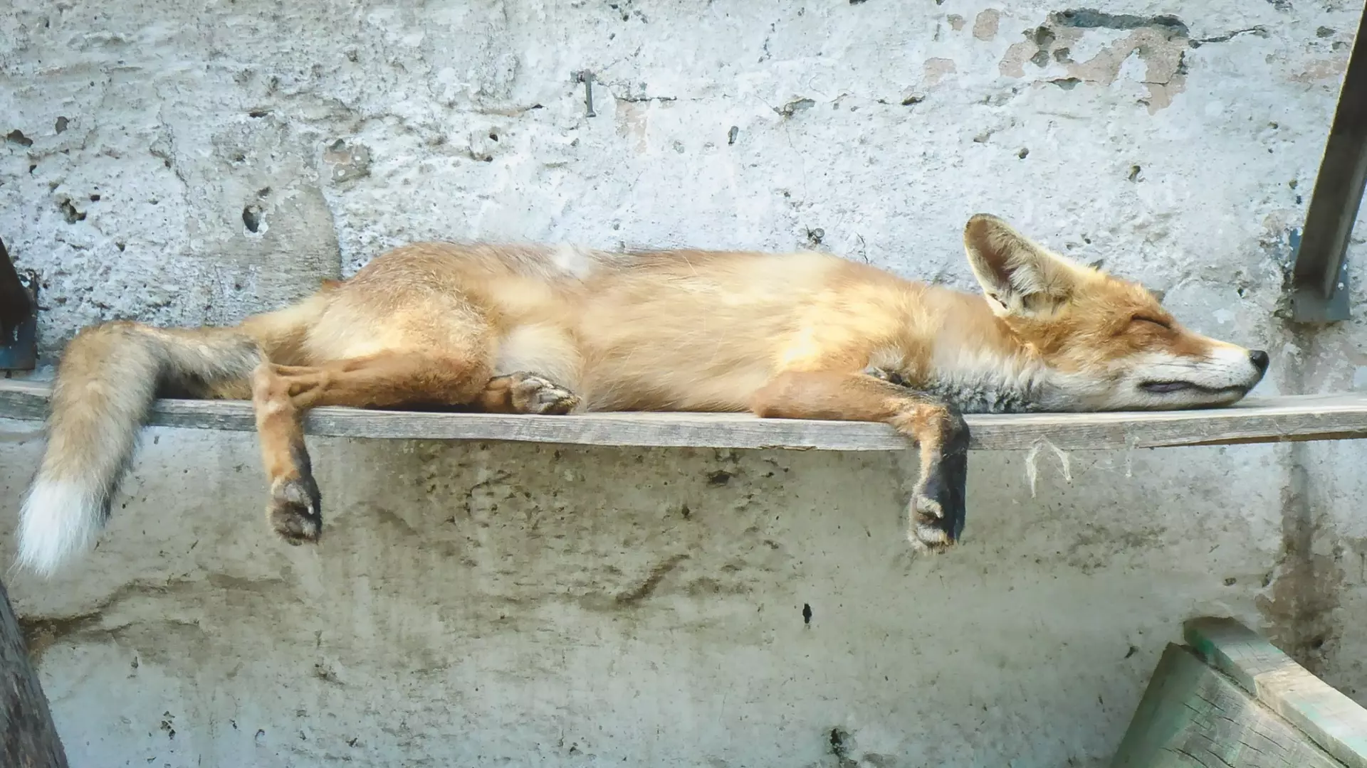 Бешеную лисицу обнаружили в Сарапуле