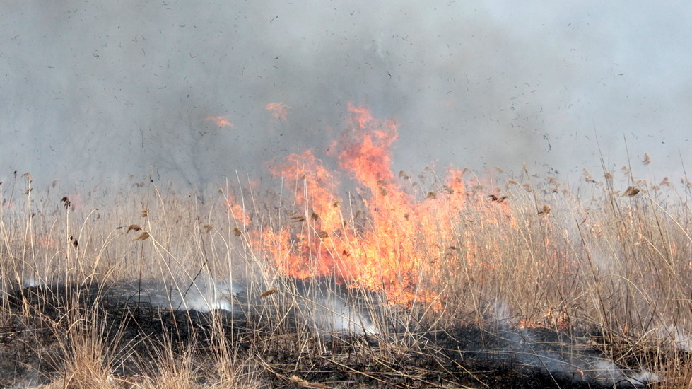 В Удмуртии сохраняется 4-й класс пожароопасности лесов и торфяных массивов