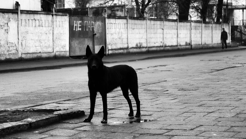 Жители микрорайона Березовка в Воткинске жалуются на бездомных собак