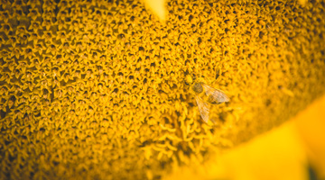 В гибели пчел в Удмуртии виновато местное сельхозпредприятие