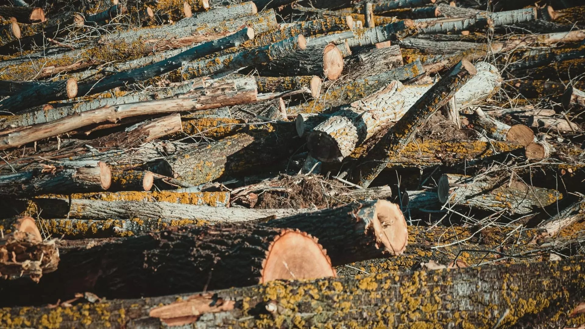 На 35 млн рублей вырубил деревьев житель Удмуртии