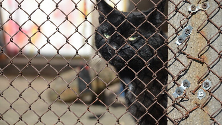 УК и ТСЖ в Удмуртии, мешающие котам греться в подвалах, заплатят штраф