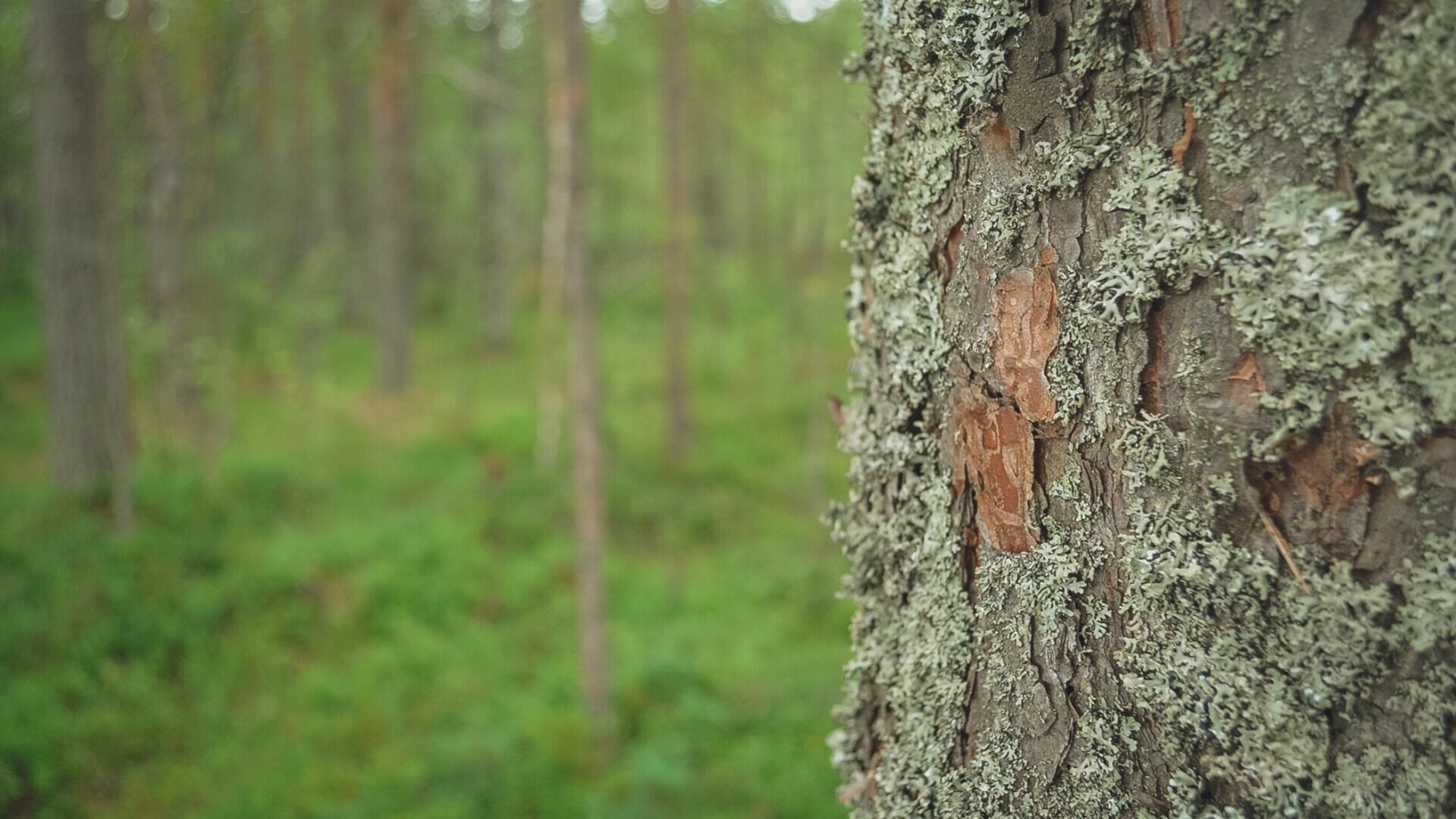Лес почти на полмиллиона рублей вырубил работник пилорамы в Удмуртии