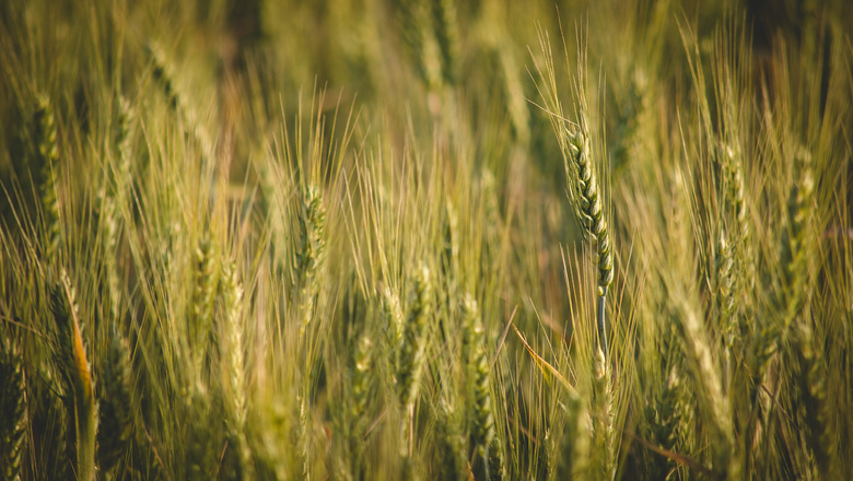 Программу по сбору 1 миллиона тонн зерна разработают в Удмуртии
