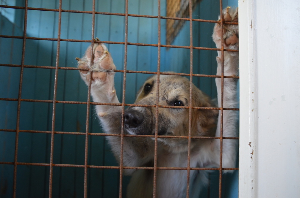 Жители Удмуртии предупредили об убийце собак