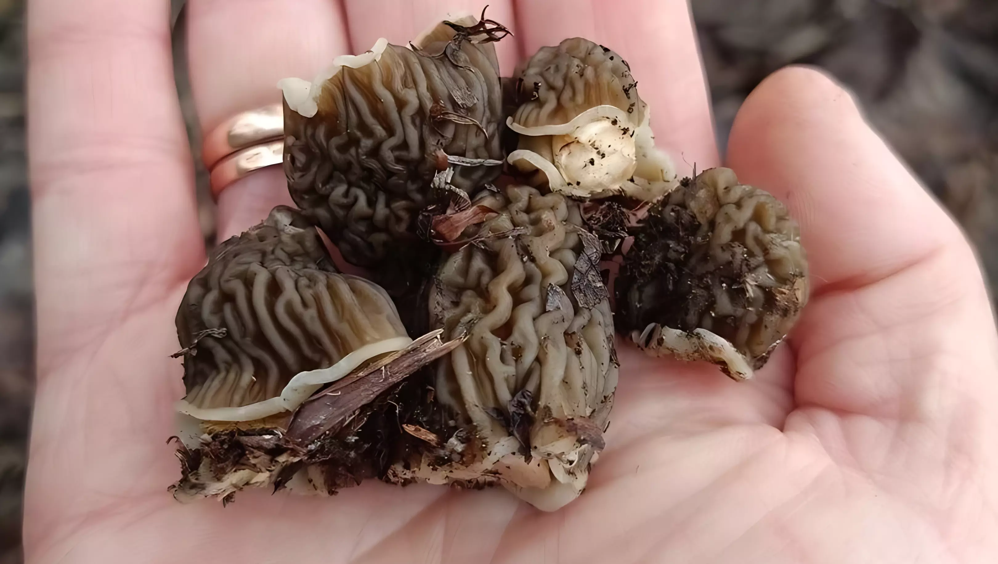 В Удмуртии начали собирать первые съедобные грибы