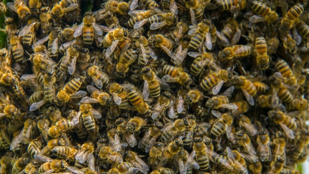 Смерть пчелам: ООО «Русская Нива» в Удмуртии 32 дня подряд поливало поля пестицидами