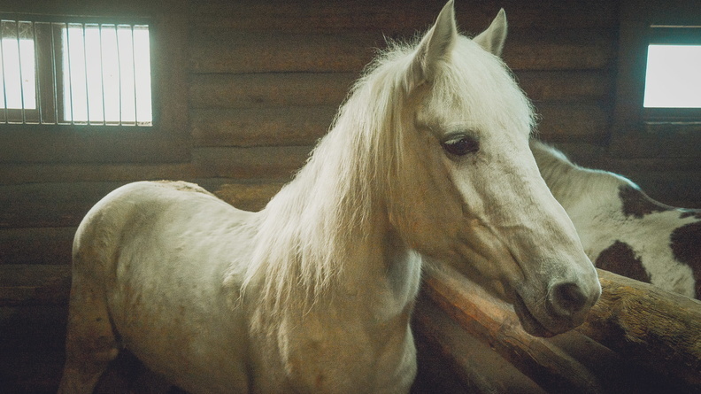 Ольга Абрамова обещала не оставить голодными лошадей в Удмуртии