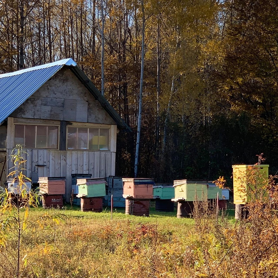 В Сарапульском районе зафиксировали массовую гибель пчёл