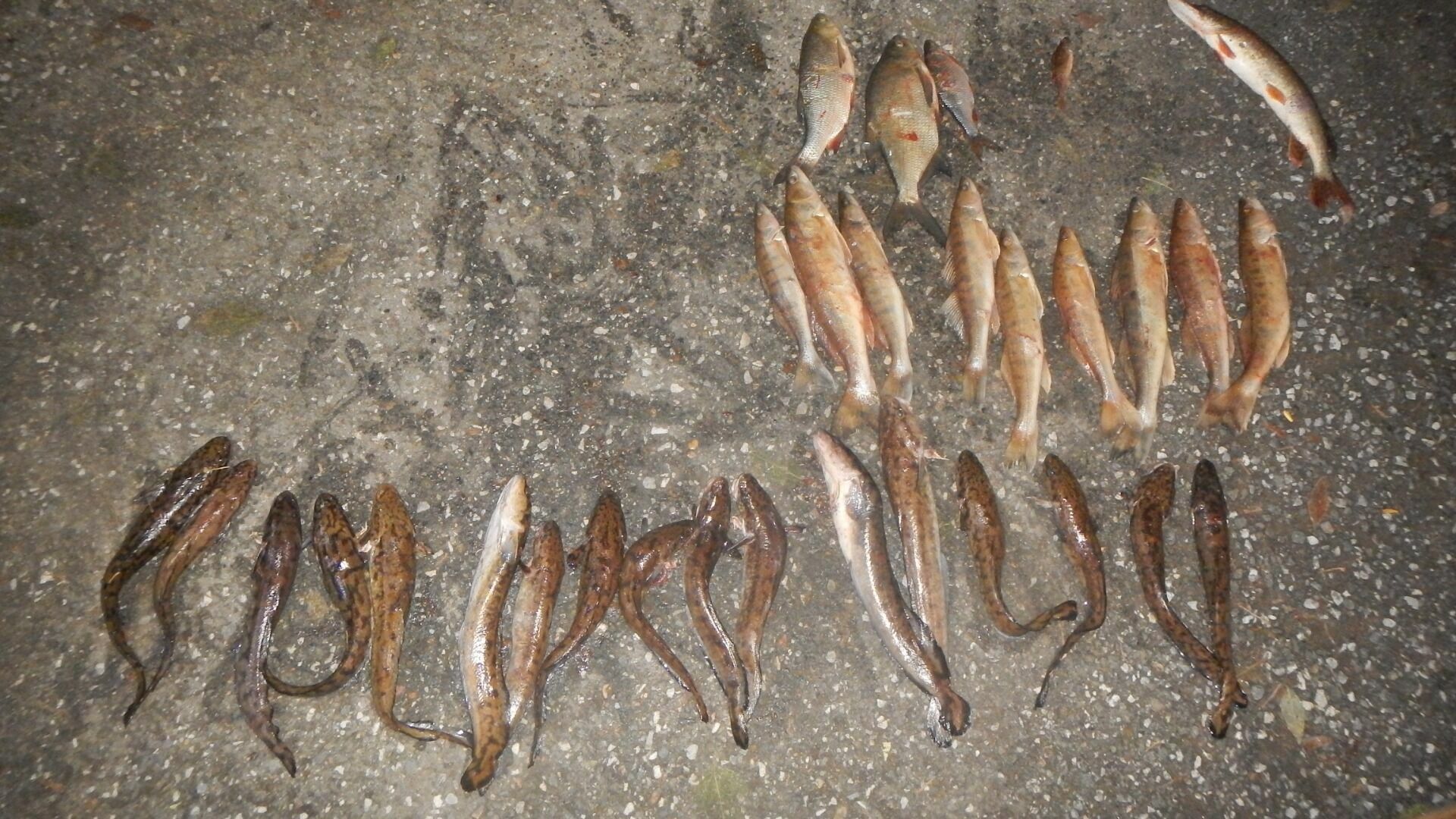 Браконьеров в Удмуртии будут судить за ловлю рыбы древнейшим способом
