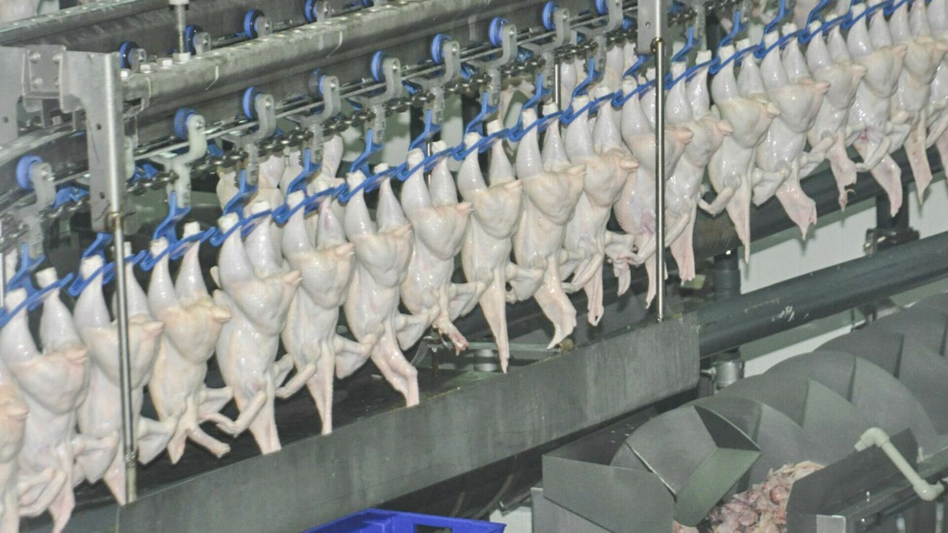 Скачок цен на мясо кур в Удмуртии не связан с птичьим гриппом, считают эксперты
