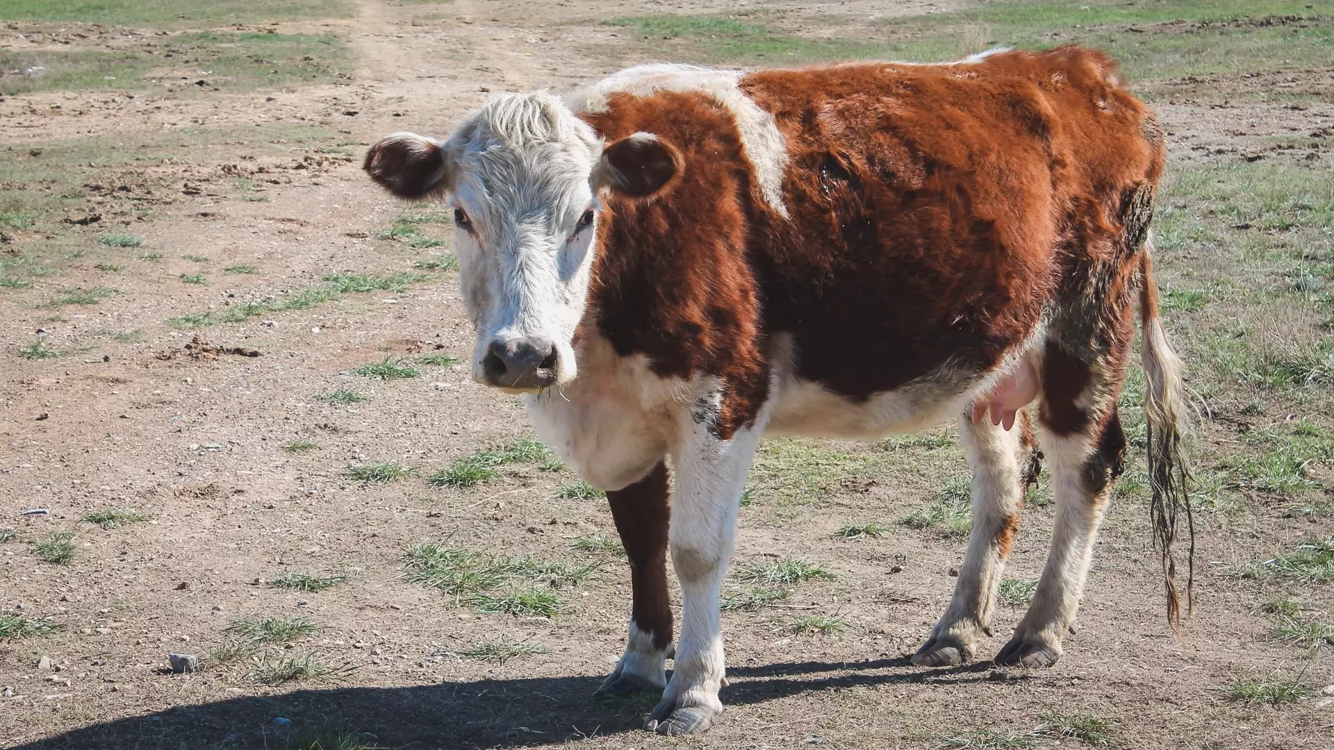 Коров в Балезино содержали в плохих условиях