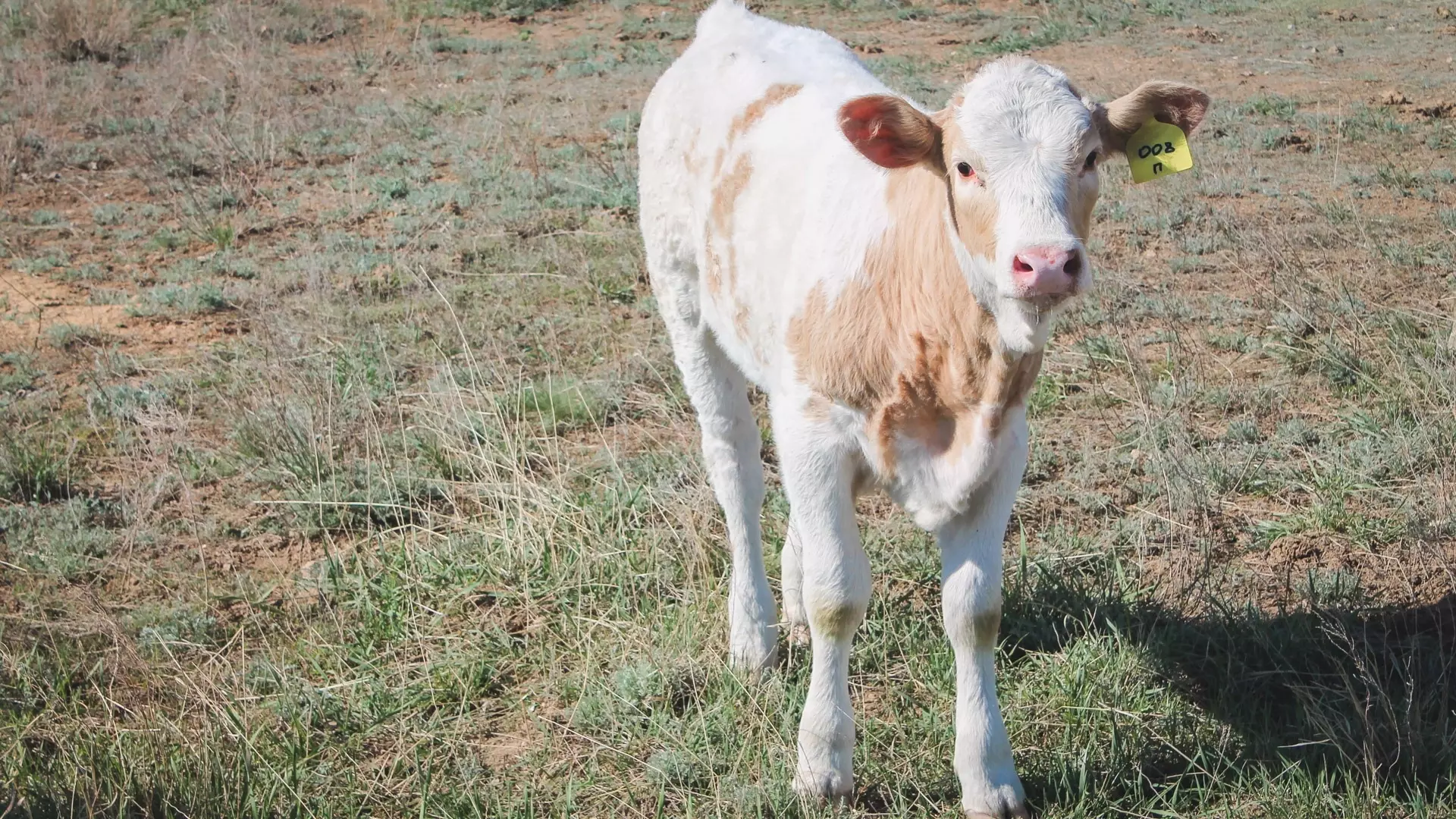 В Удмуртии начнется вакцинация скота от узелкового дерматита