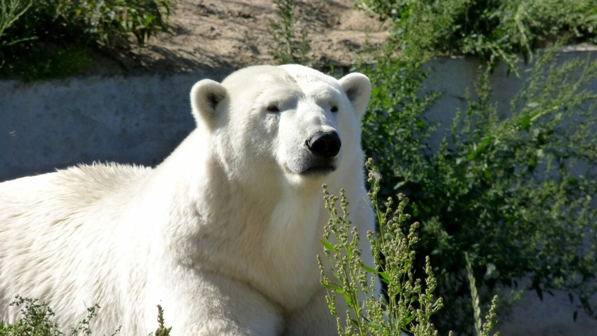 В Большереченском зоопарке утонула белая медведица из Ижевска