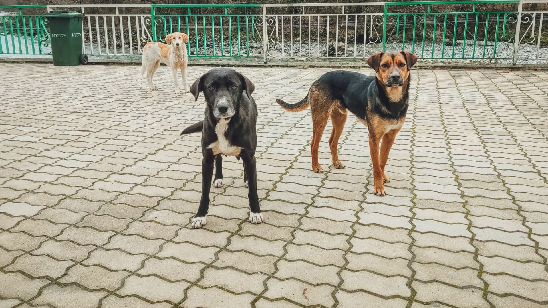 Собака бывает кусачей: 3,6 тыс. жителей Удмуртии пострадали от укусов животных