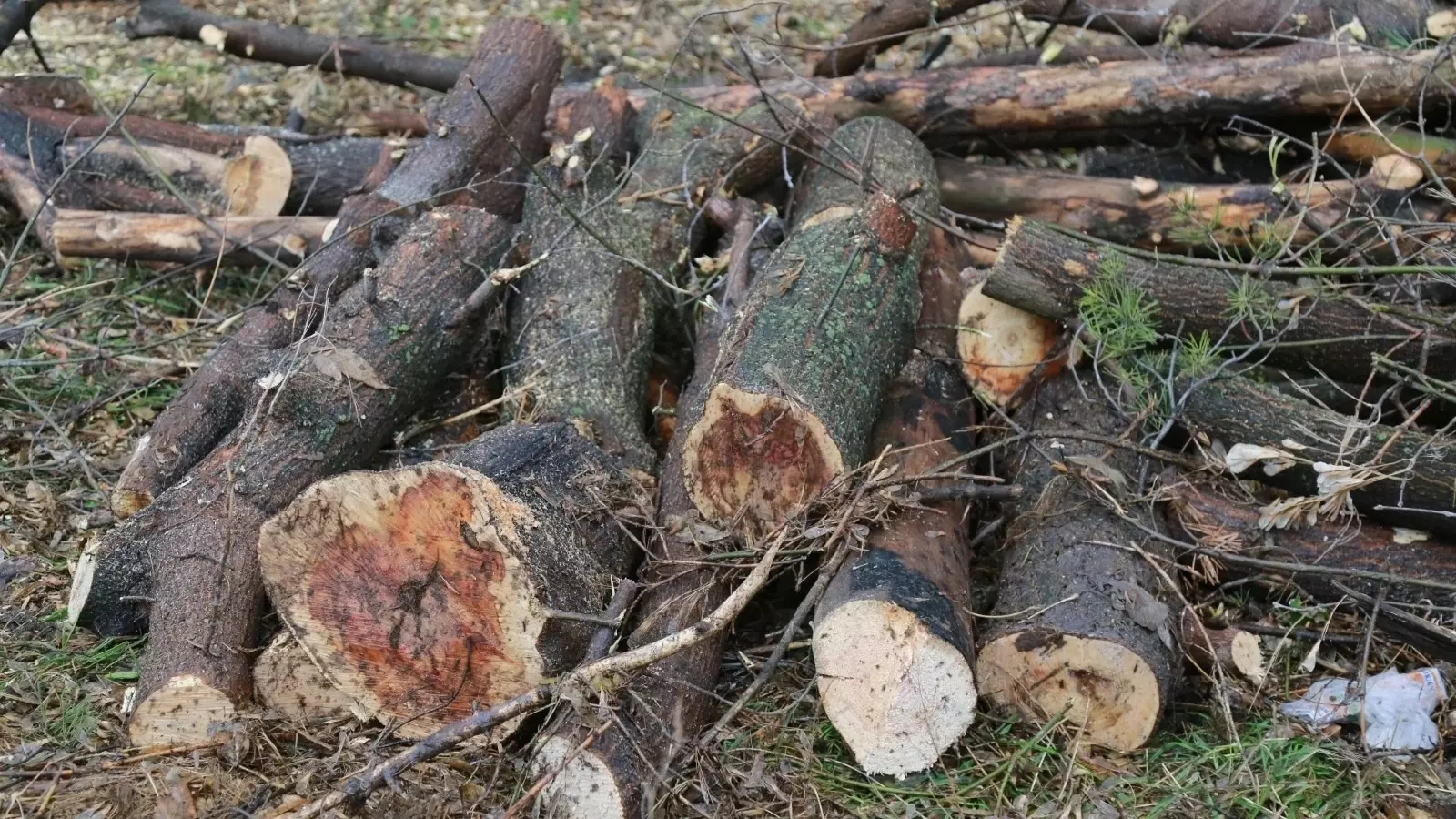В Ижевске семьям бойцов СВО отдадут порубочные остатки аварийных деревьев