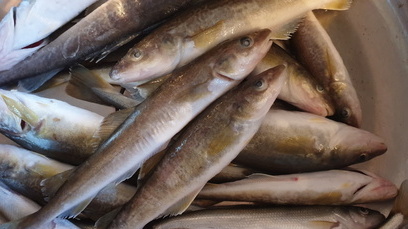102 килограмма опасной рыбной продукции уничтожили в Ижевске