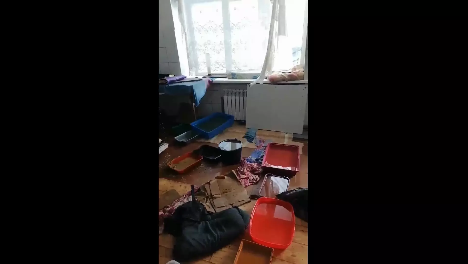 скриншот видео волонтеров приюта «Котофонд»